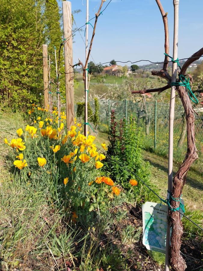 La Collina Delle Acacie Bed & Breakfast Grumolo Pedemonte Bagian luar foto